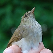 River Warbler